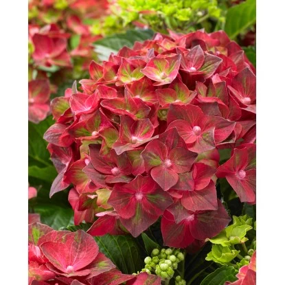 Ballhortensie "Magical" Rot Topf Ca. 5 L Hydrangea 1 Ballhortensie "Magical" Rot Topf Ca. 5 L Hydrangea