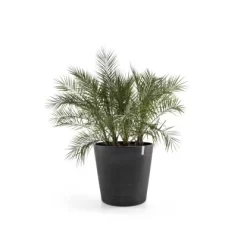 Ecopots Pflanztopf Amsterdam Rollen Dunkelgrau 100 Cm X 87,5 Cm 5 Ecopots Pflanztopf Amsterdam Rollen Dunkelgrau 100 Cm X 87,5 Cm -Schwingen Sie Ihre Topfpflanzen. terdamWheels100DarkGrey 01