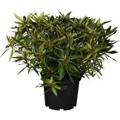 OBI Alpenrose "Graziella" Rosa Höhe Ca. 30 - 40 Cm Topf Ca. 5 L Rhododendron