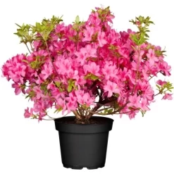 OBI Rhododendron "Roseum Elegans" Rosa Höhe Ca. 30-40 Cm Topf Ca.5l Rhododendron -Schwingen Sie Ihre Topfpflanzen. topf ca5 l rhododendron 1 2