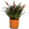 Vriesea-Arrangement Im Glas Topf-Ø Ca. 12 Cm