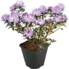 GROW By OBI Rhododendron "Lauretta" Violett-Blau Topf Ca. 4,6 L