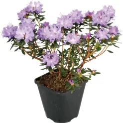 GROW By OBI Rhododendron "Lauretta" Violett-Blau Topf Ca. 4,6 L