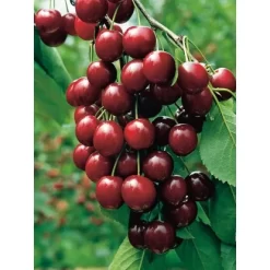 OBI Sauerkirsche "Morellenfeuer" Dunkelrot Höhe Ca. 120-140 Cm Topf Ca.7l Prunus