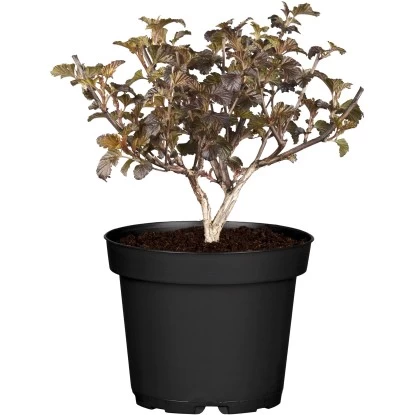 OBI Blasen-Spiere "Lady In Red" Rosa Höhe Ca. 30 - 40 Cm Topf Ca. 3 L Physocarpu 1 OBI Blasen-Spiere "Lady In Red" Rosa Höhe Ca. 30 - 40 Cm Topf Ca. 3 L Physocarpu