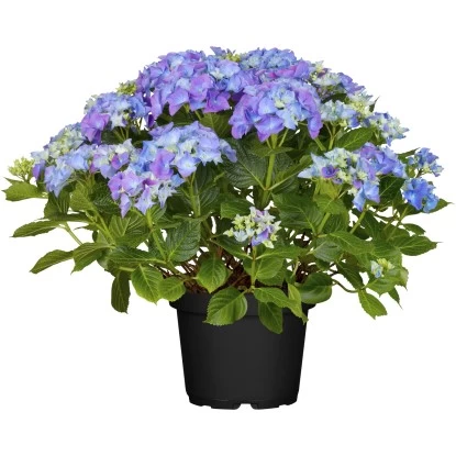 Bauernhortensie "Forever & Ever" Blau Höhe Ca. 40 - 50 Cm Topf Ca. 5 L Hydrangea 1 Bauernhortensie "Forever & Ever" Blau Höhe Ca. 40 - 50 Cm Topf Ca. 5 L Hydrangea