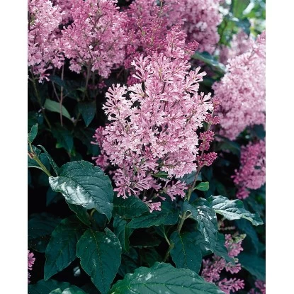 OBI Amerikanischer Flieder "Minuet" Violett Höhe Ca. 40 - 50 Cm Topf Ca. 3,5 L 3 OBI Amerikanischer Flieder "Minuet" Violett Höhe Ca. 40 - 50 Cm Topf Ca. 3,5 L – Bild 3